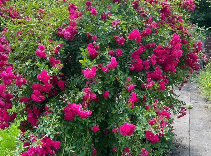 Dom wakacyjny 300 Jahre Altes Renoviertes Fachwerkhaus